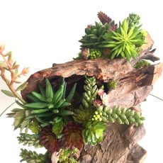 Rustic tree stump succulent arrangement