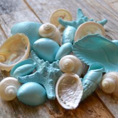 Bulk Seashells, Craft Shells