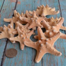 Beach Decor, Starfish, Starfish Bulk Craft